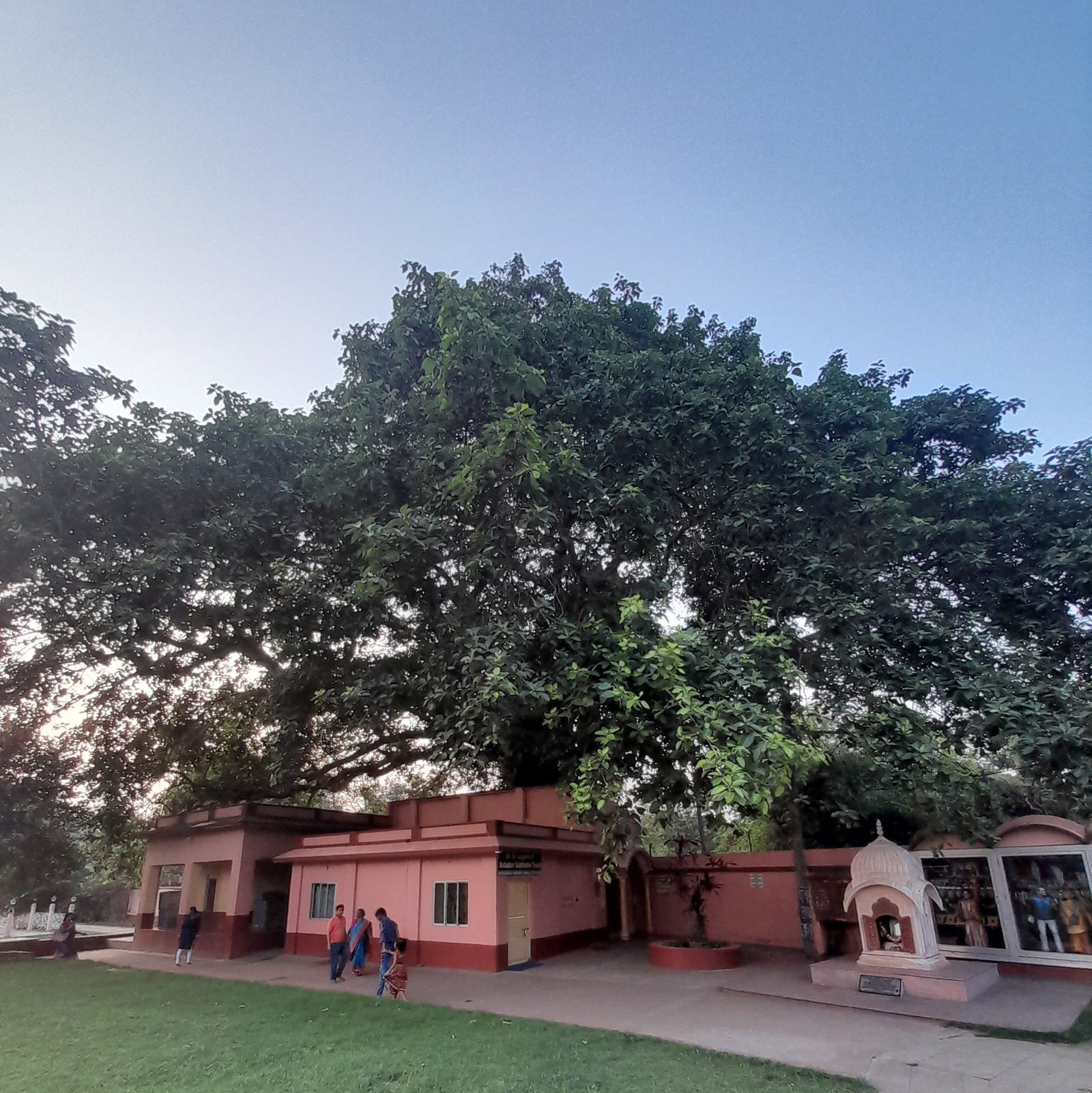 Tree_Banyan