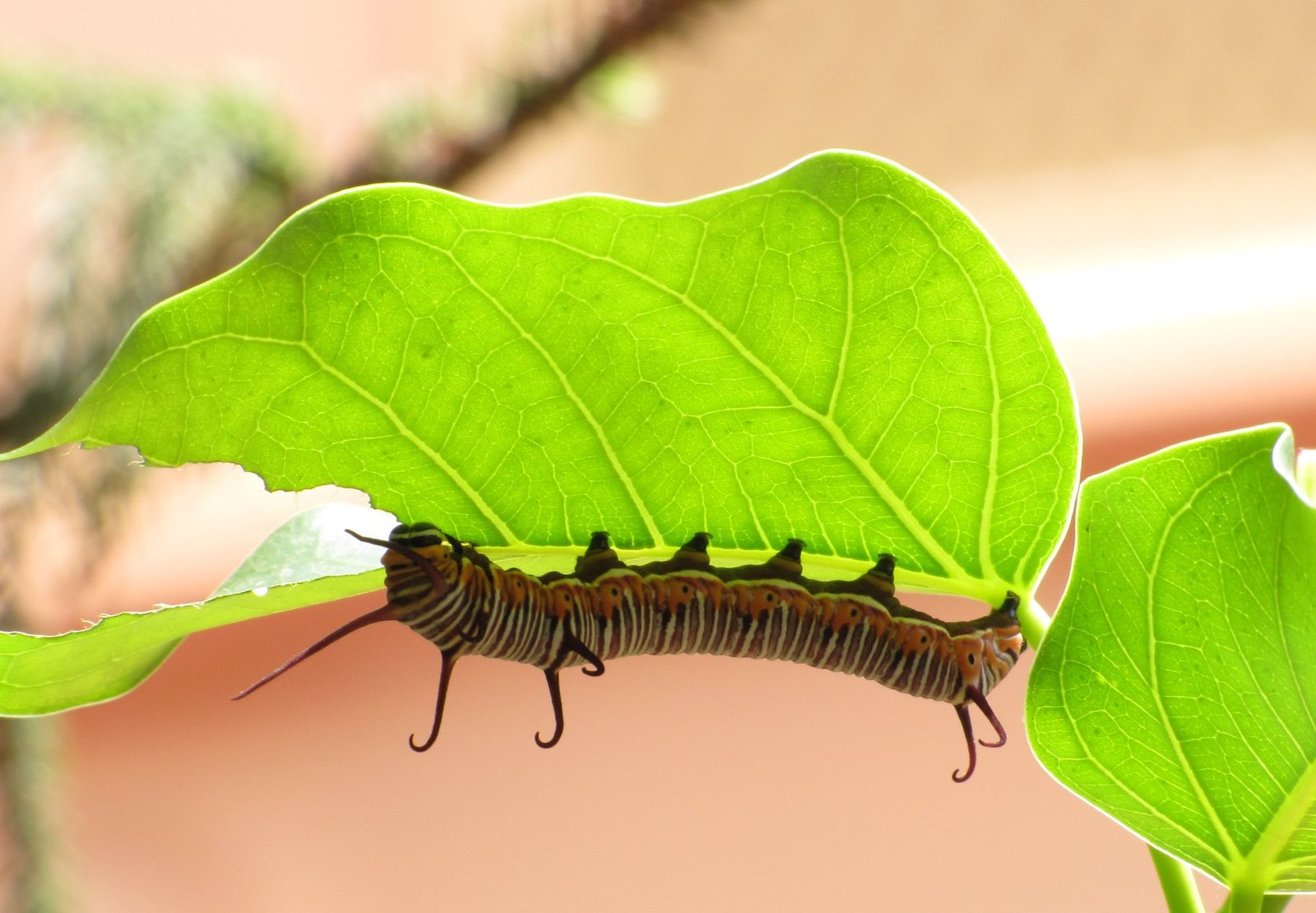 Butterfly_Euploea_Core_Caterpillar