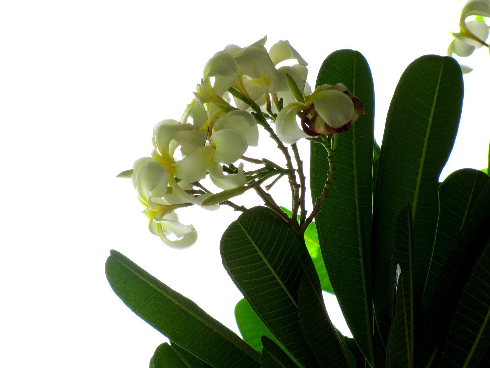 Flower_Champa2