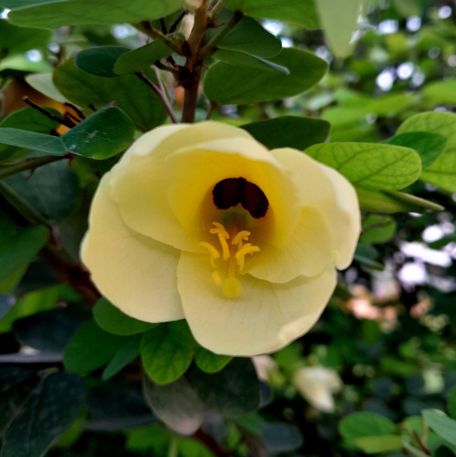 Flower_Kanchan3