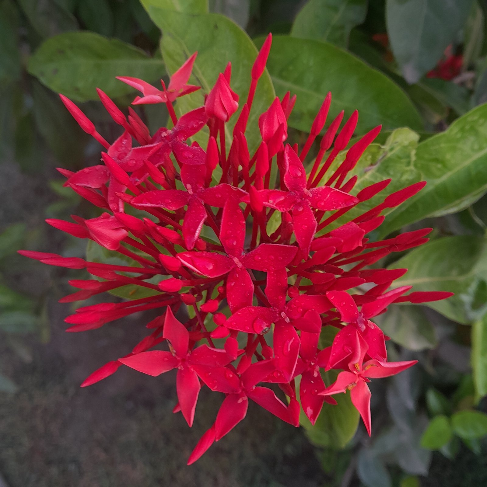 Flower_Rangan (2)