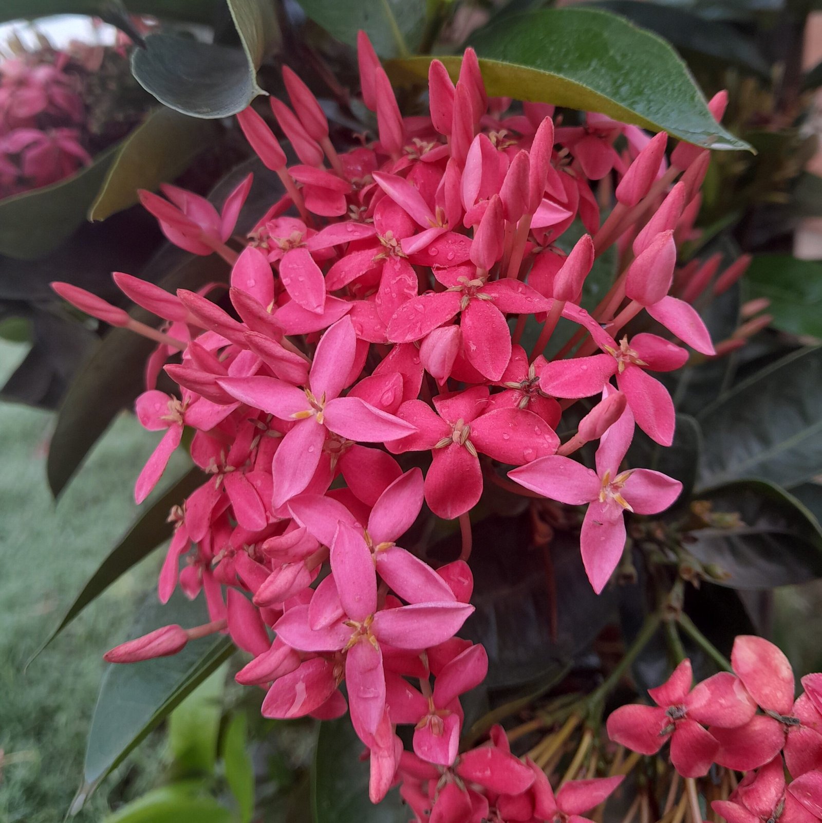 Flower_Rangan (4)
