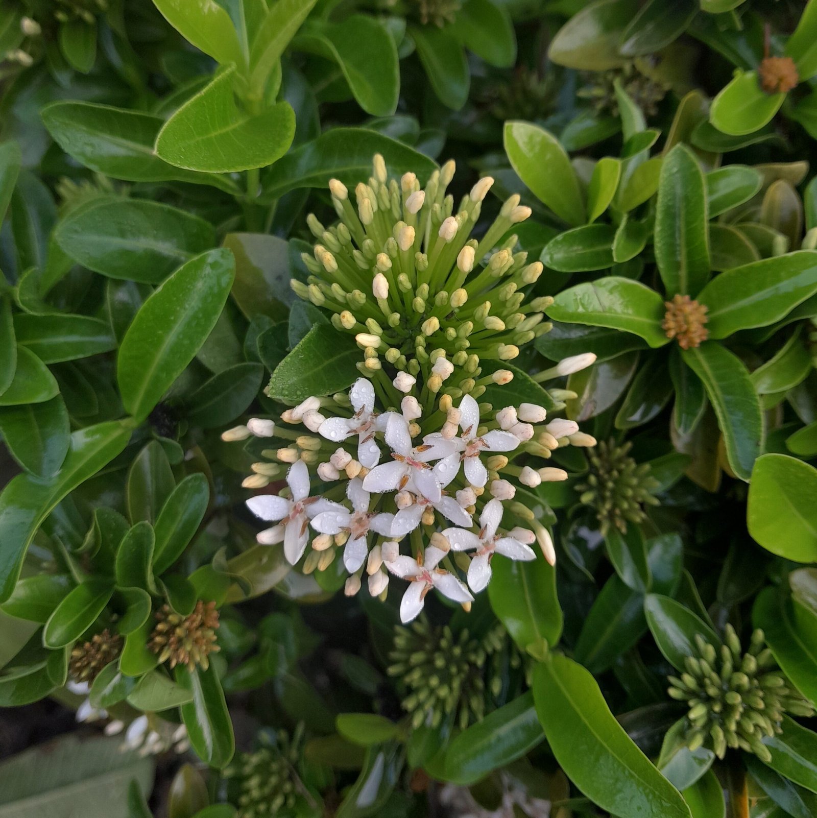 Flower_Rangan (5)