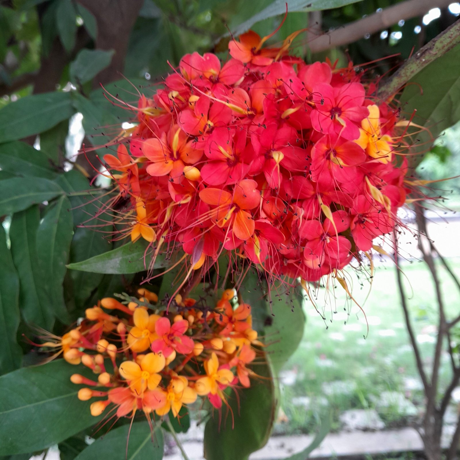 Flower_Sita ashoka