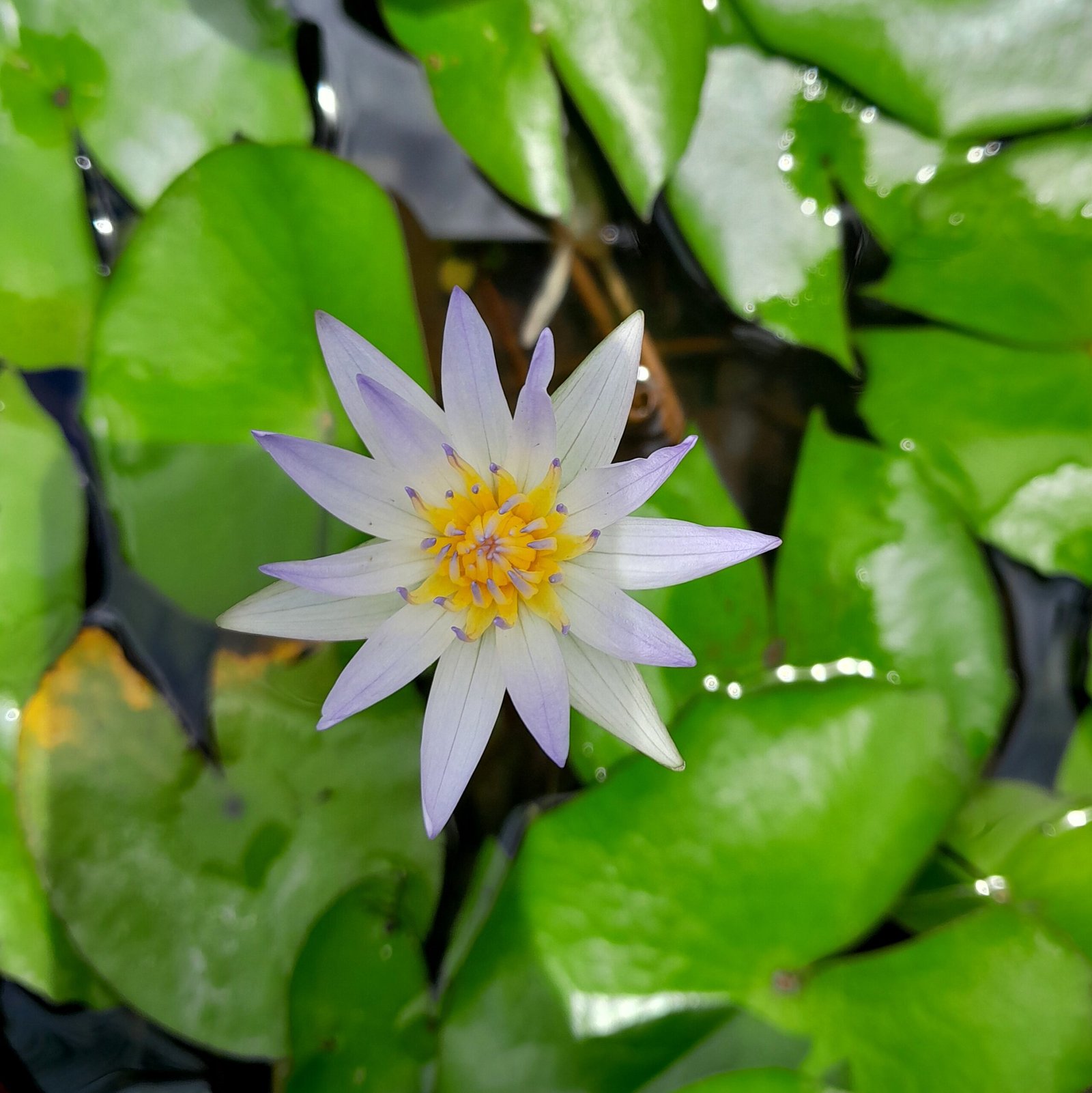 Flower_Water Lily