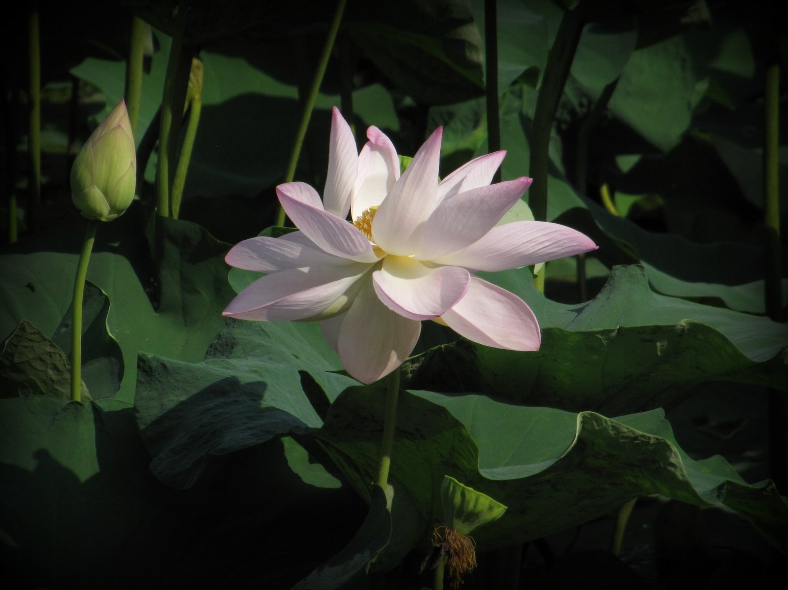 Flower_lotus