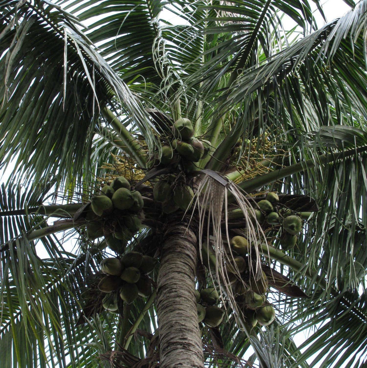 Fruit_Coconut