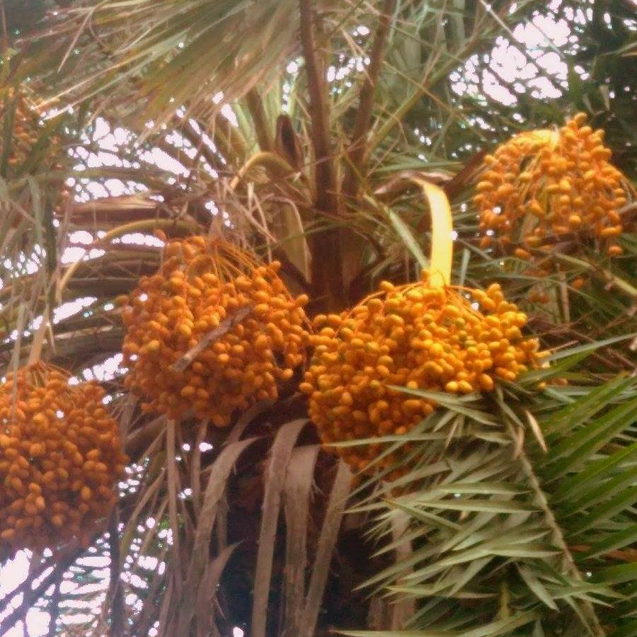 Fruit_Dates