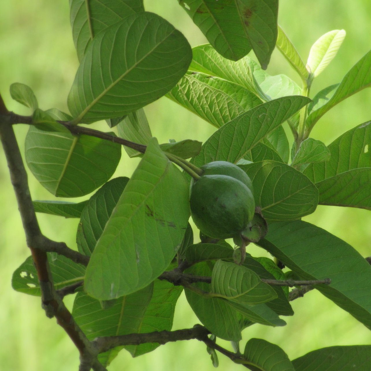 Fruit_Guava