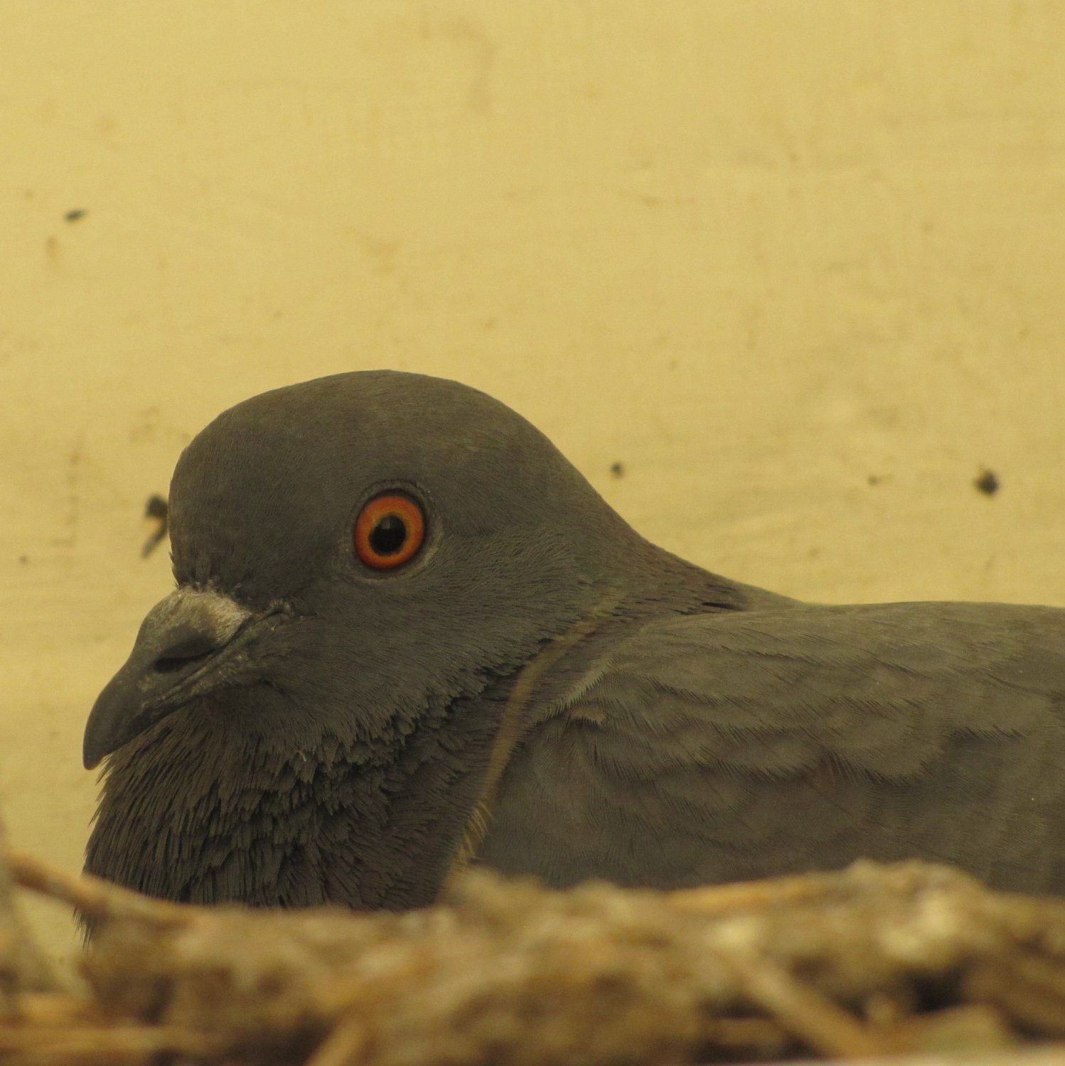 Birds_Pigeon