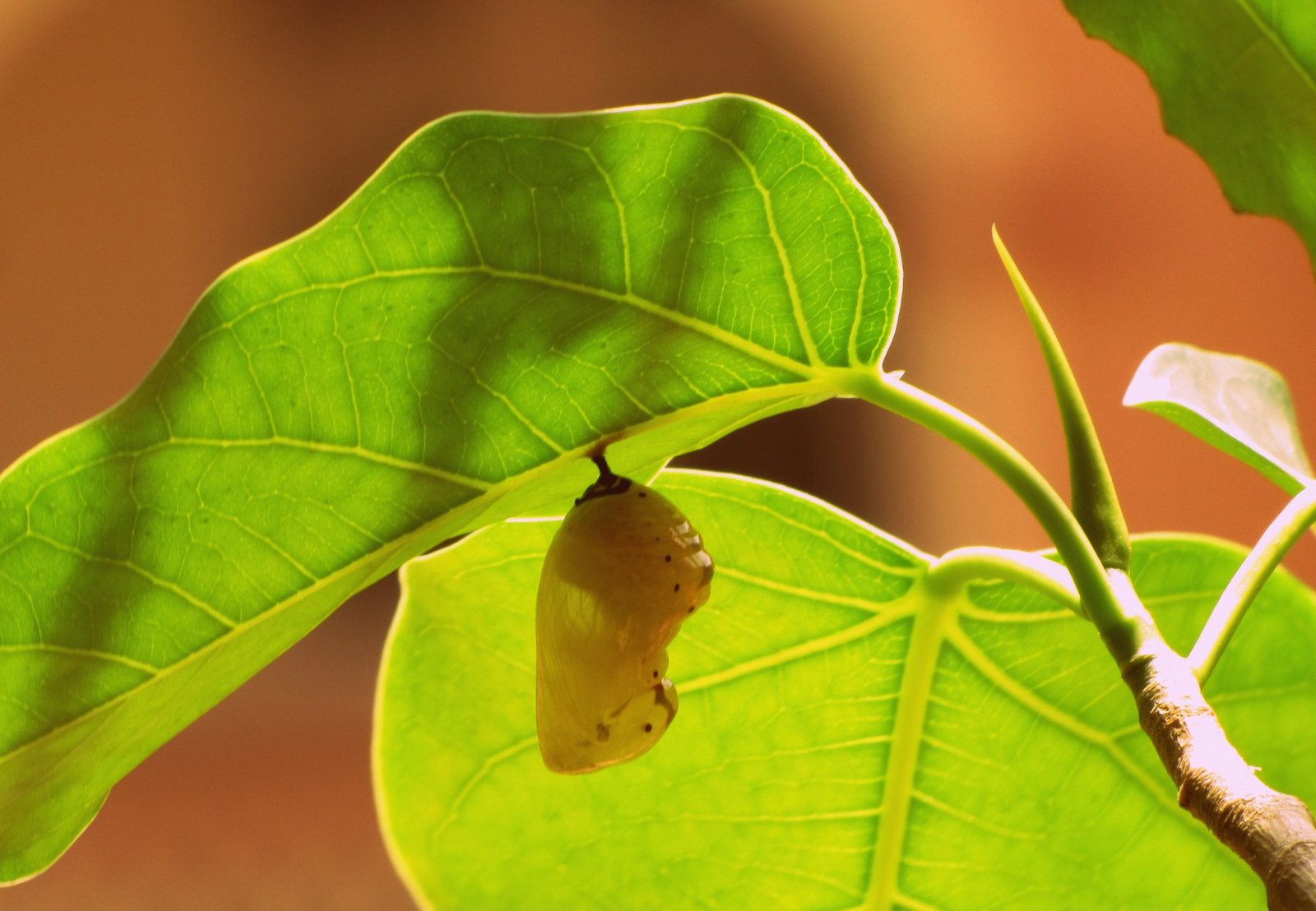 Butterfly_Euploea_Core_pupa