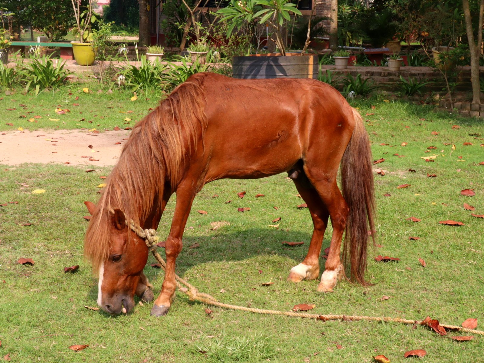 Fauna_Horse