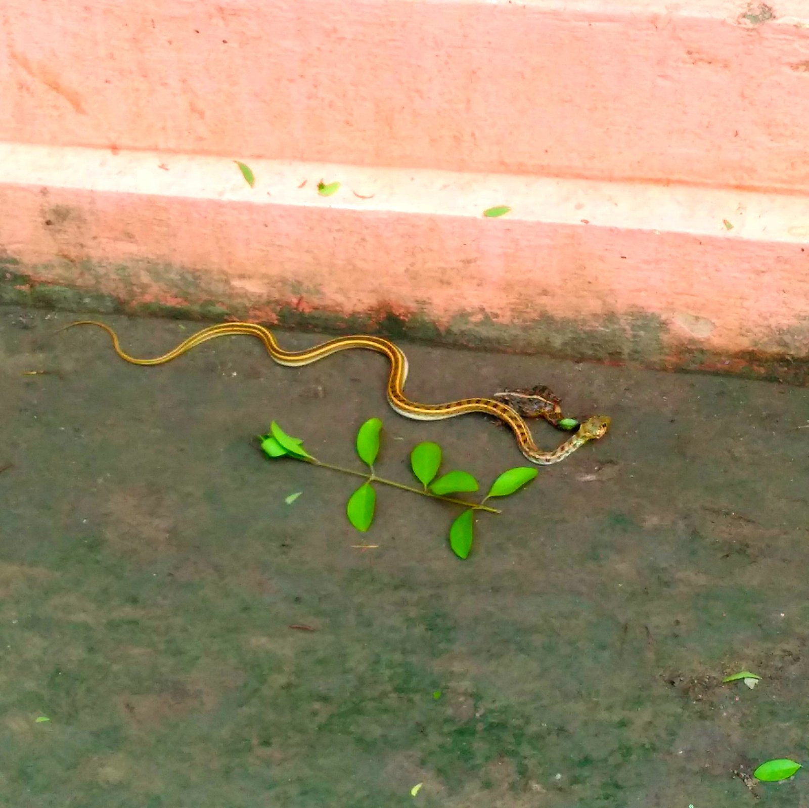 Fauna_Snake