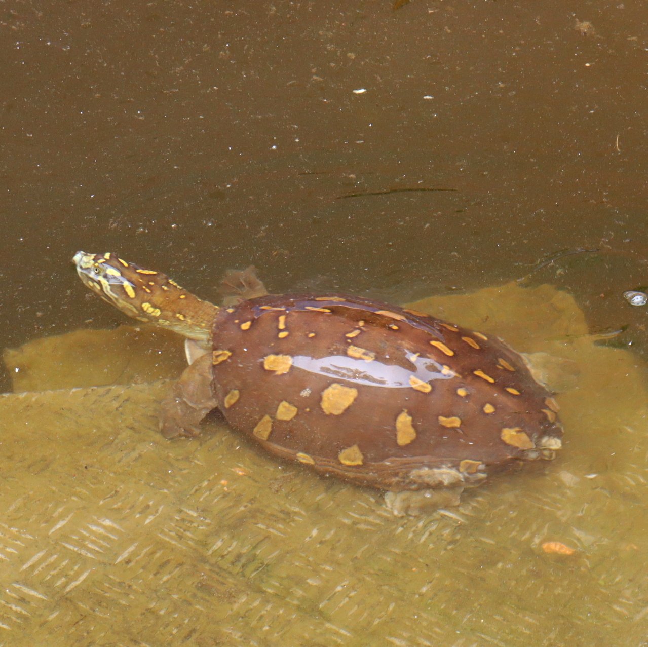 Fauna_Turtle