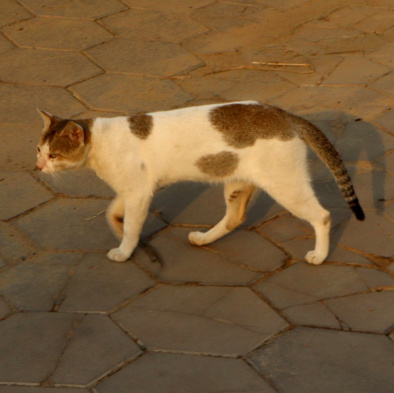 Fauna_cat