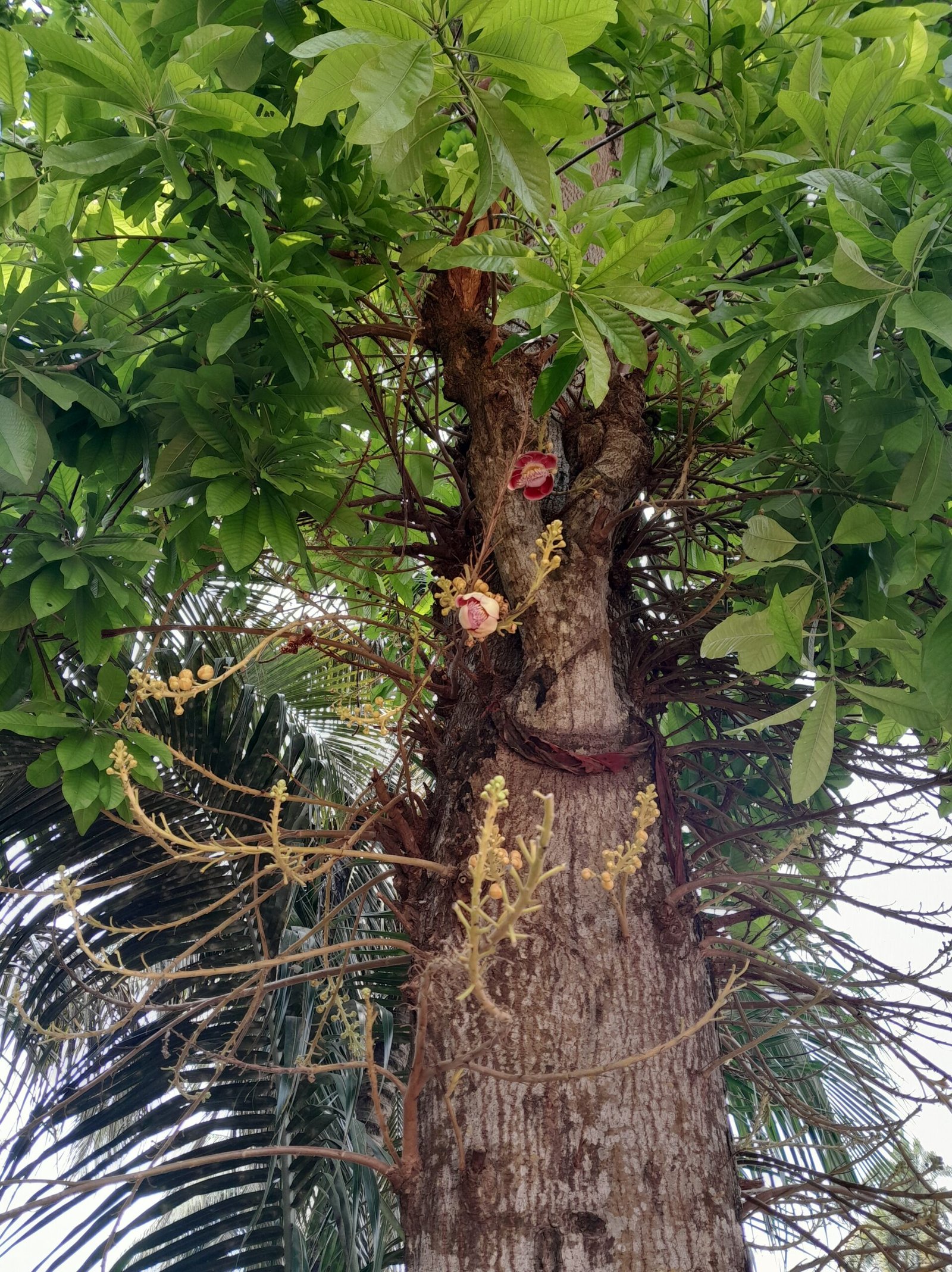 Flower_Nagchampa_Cannonball_tree