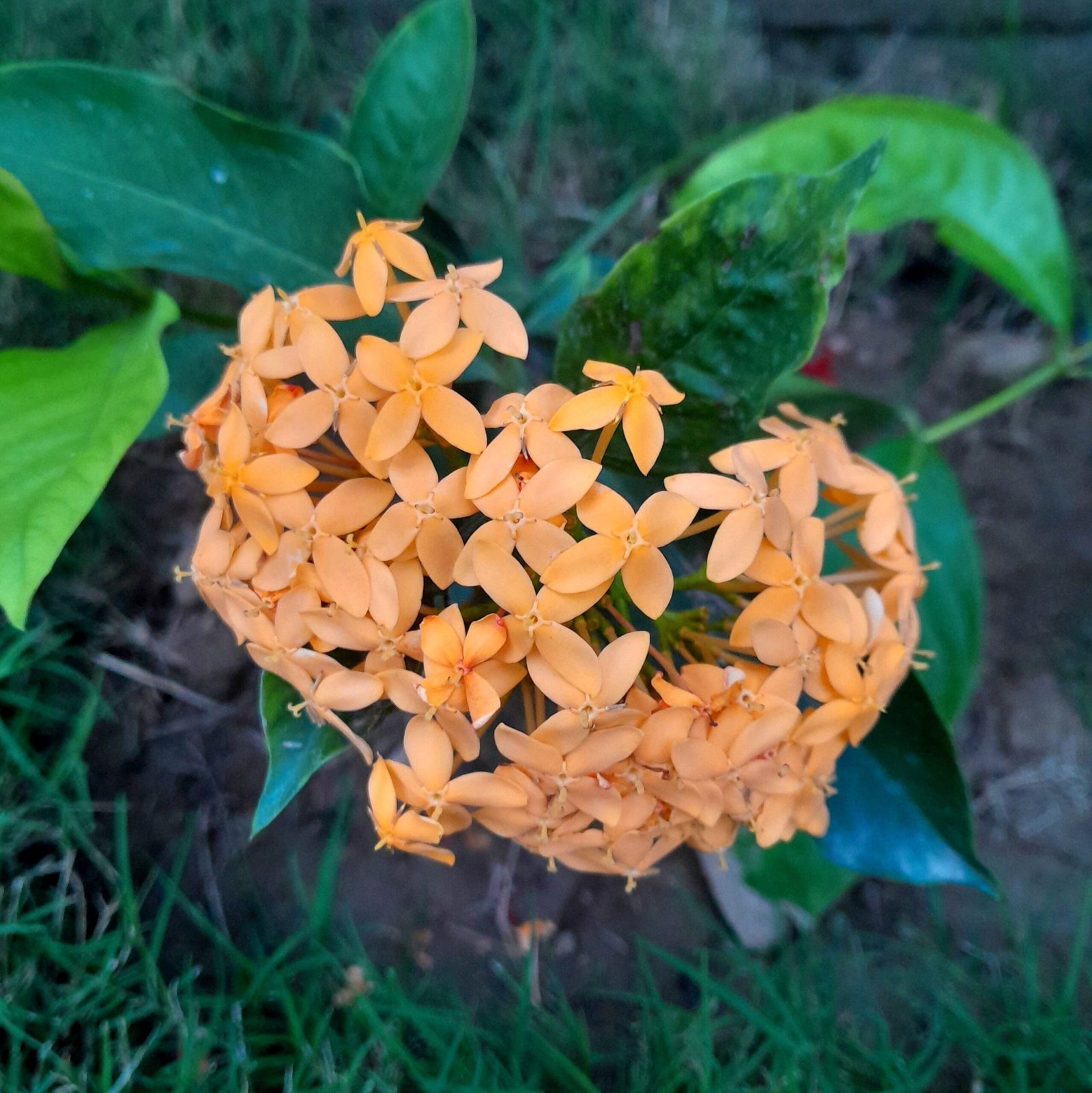 Flower_Rangan (6)