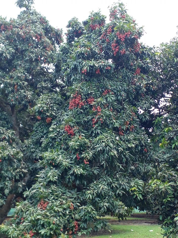 Fruit_Litchi_2
