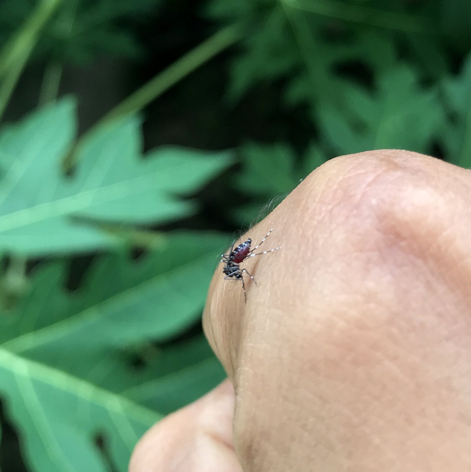 Insect_Mosquito