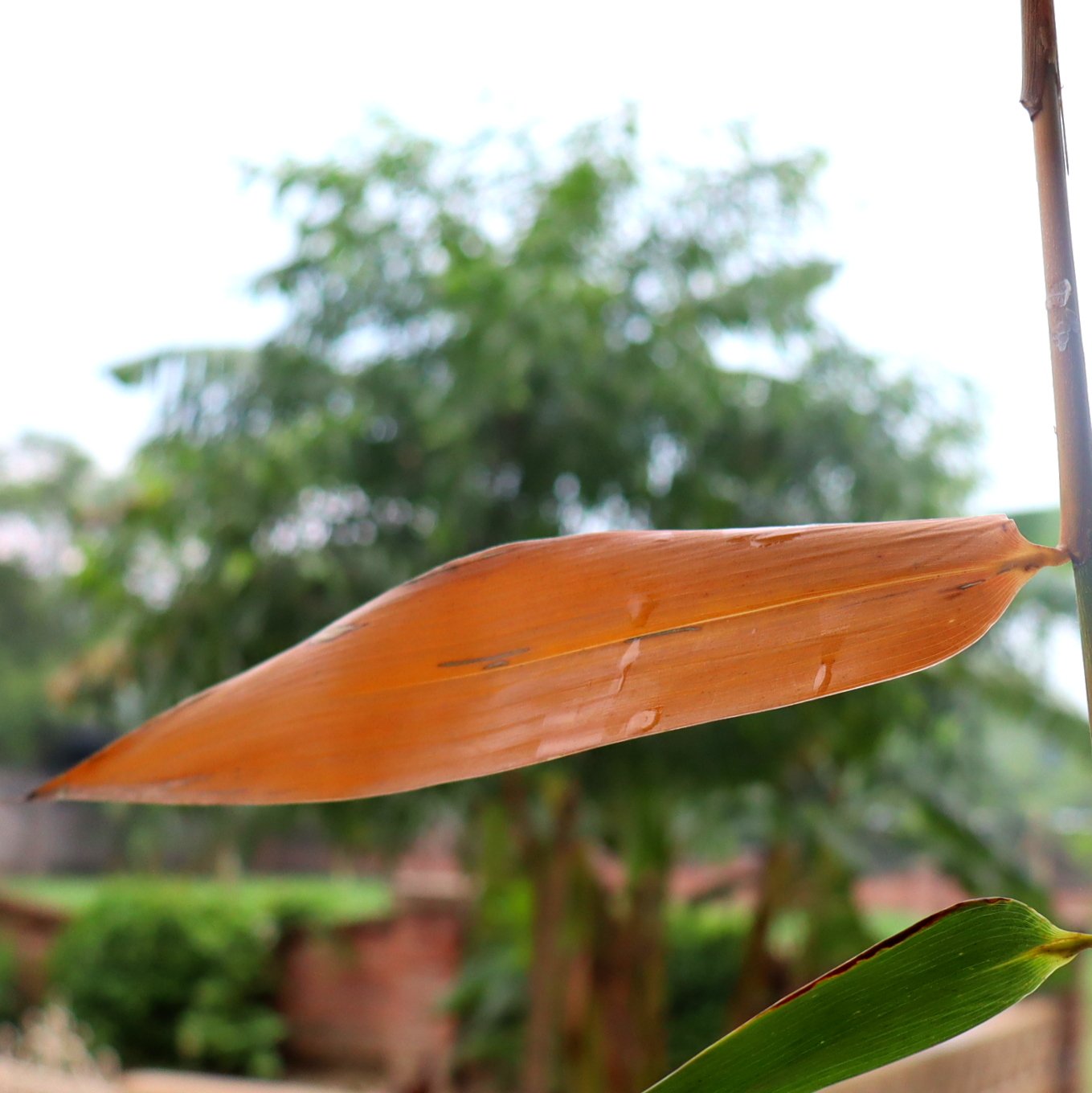 Leaves_Bamboo