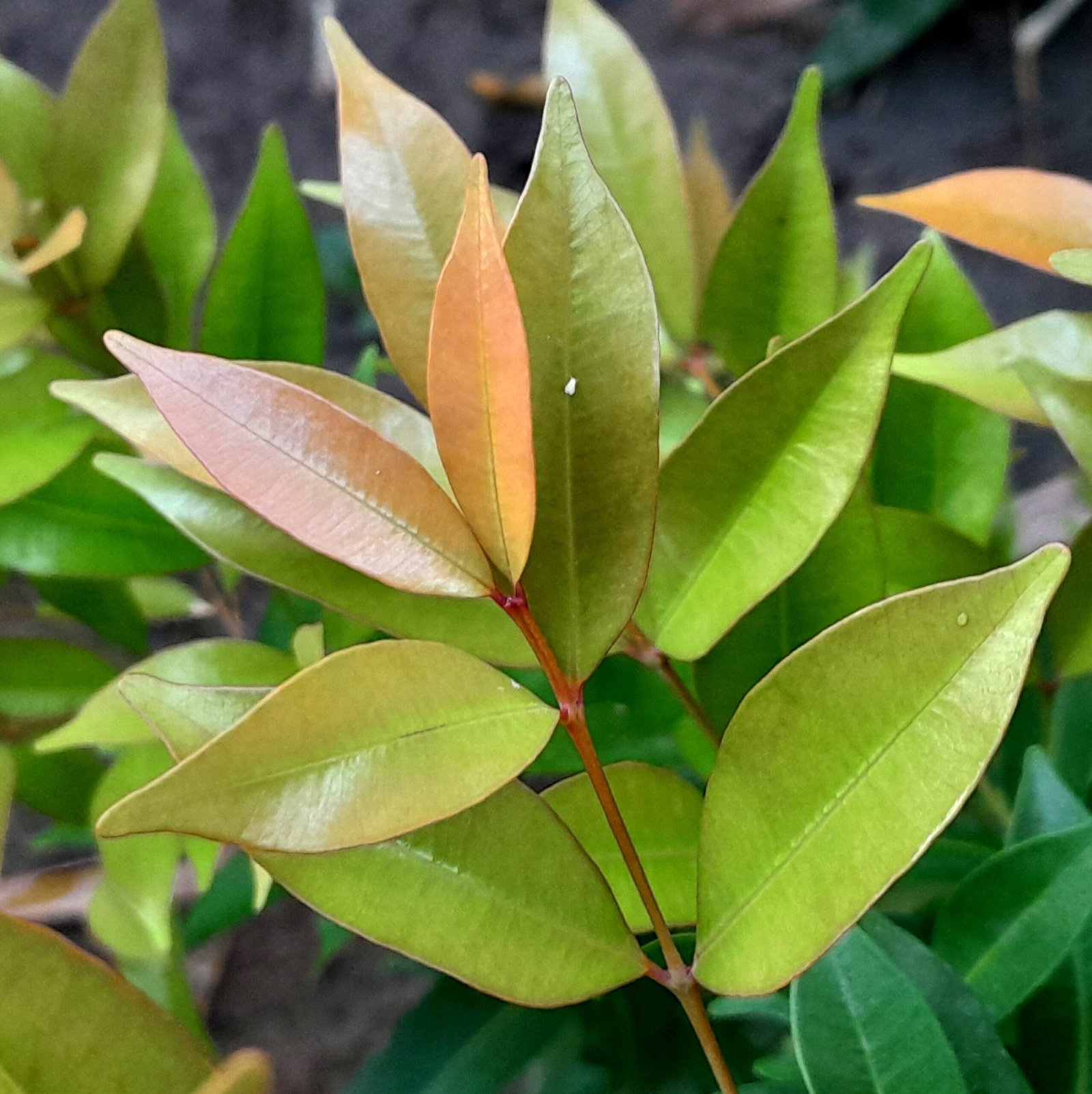 Leaves_Eugenia Red