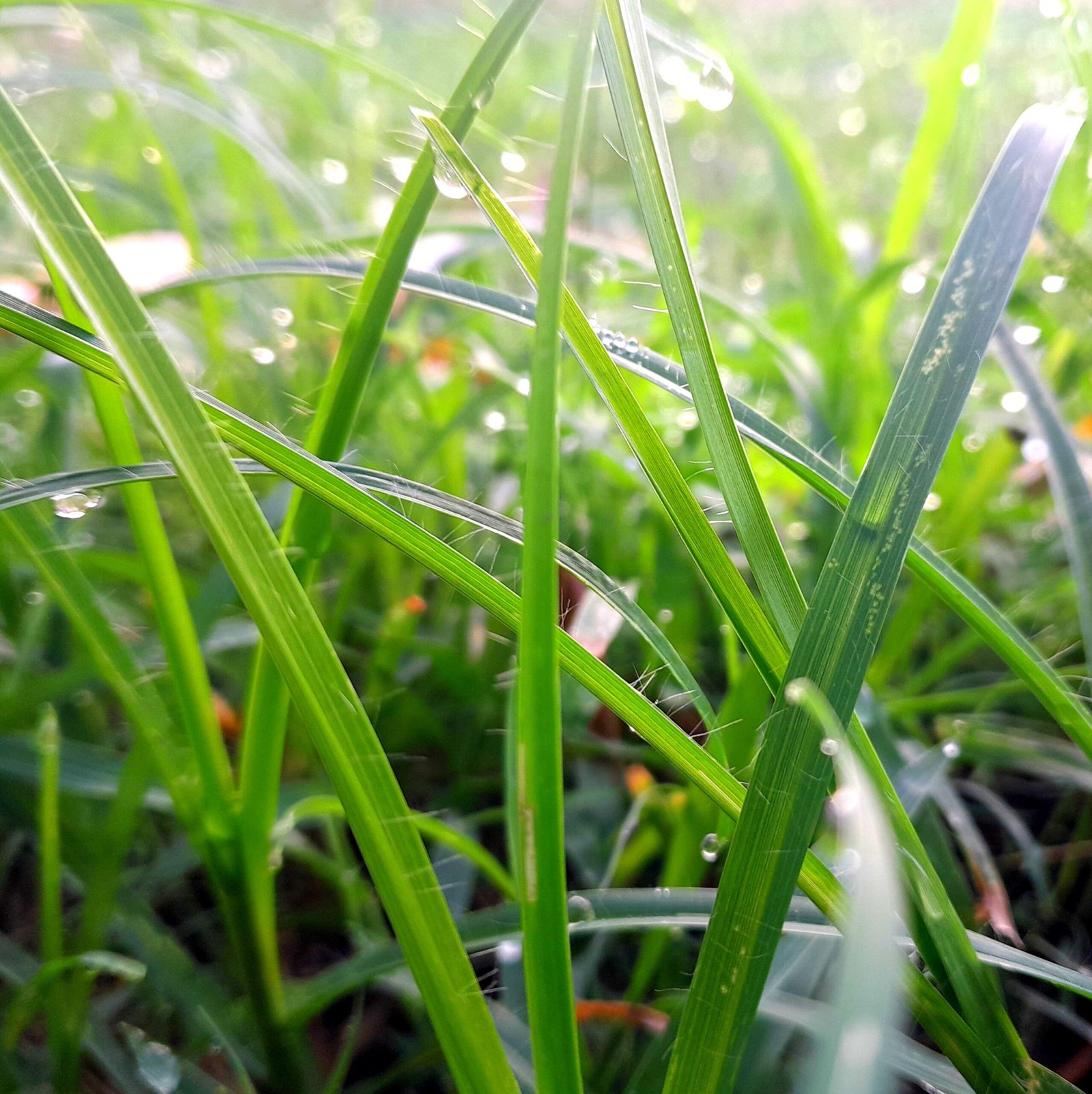 Leaves_Grass