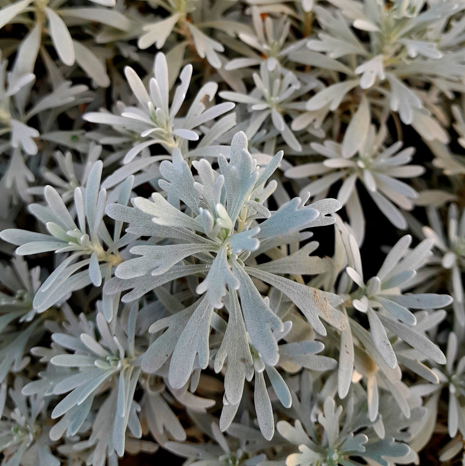 Leaves_Lavender (Crossostephium)