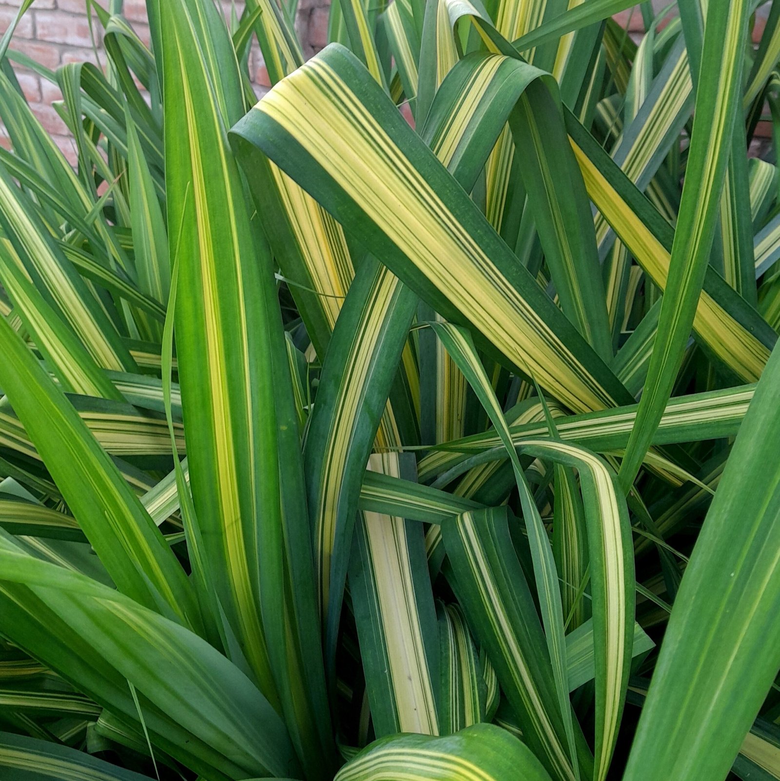 Leaves_PHORMIUM tenax _Yellow Wave_New Zealand Flax