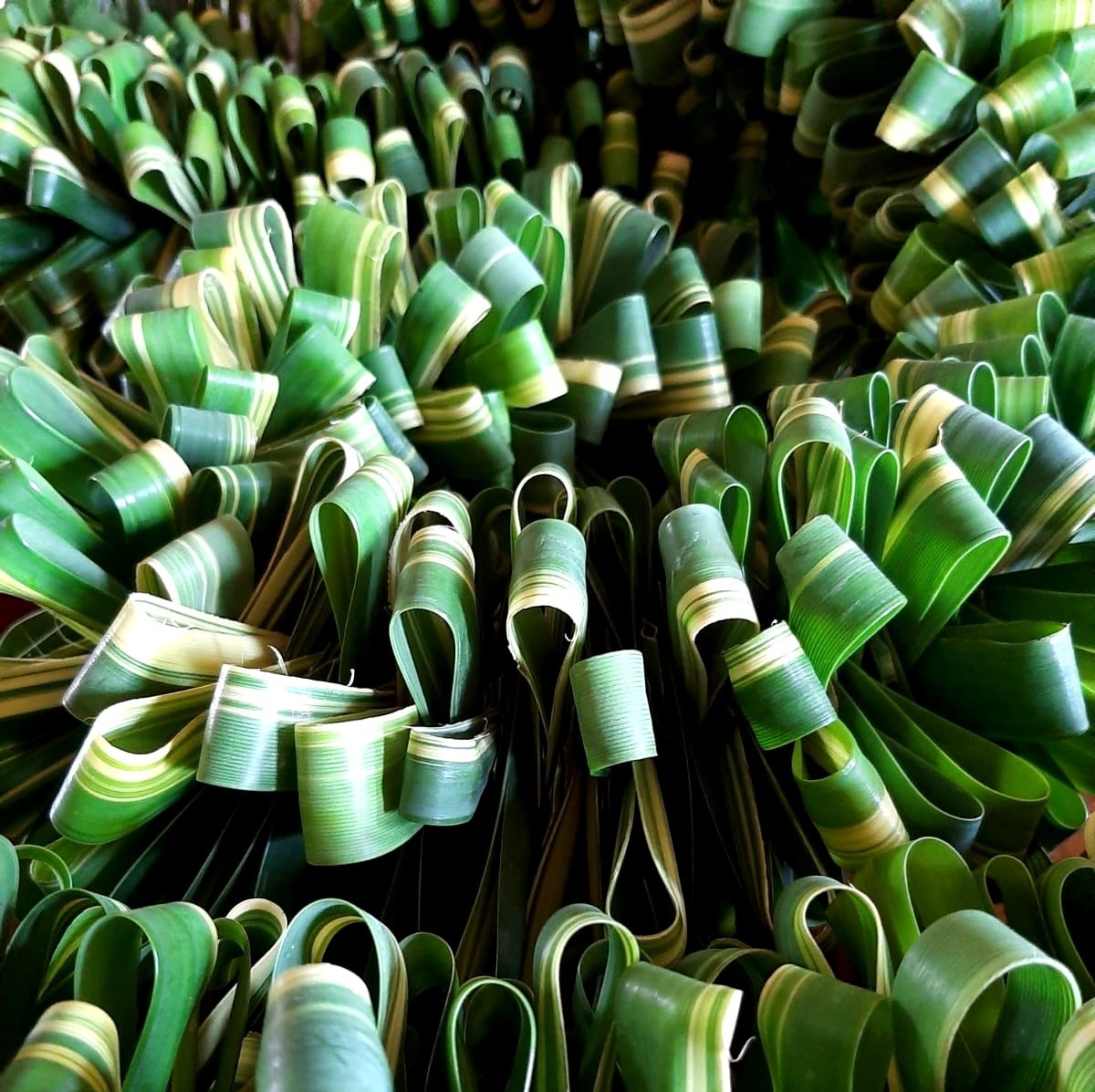 PHORMIUM tenax _Yellow Wave_New Zealand Flax_garland