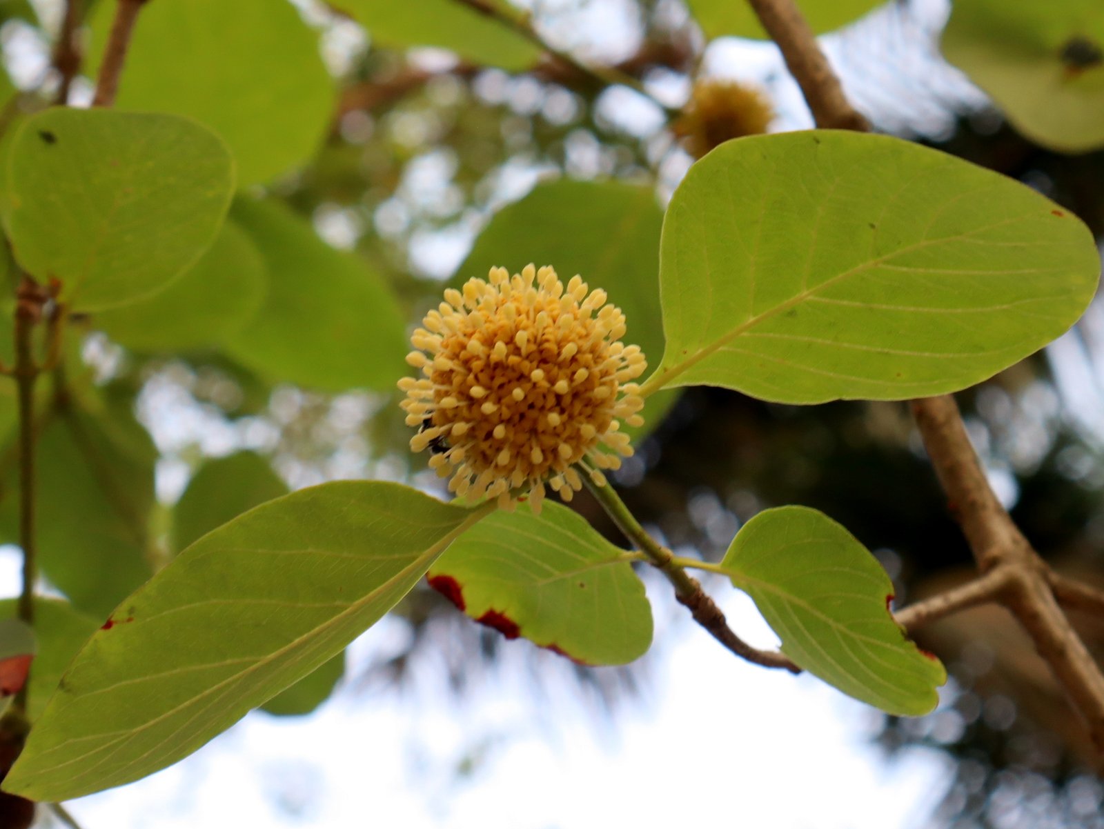 Tree_Kelikadamba_Flower