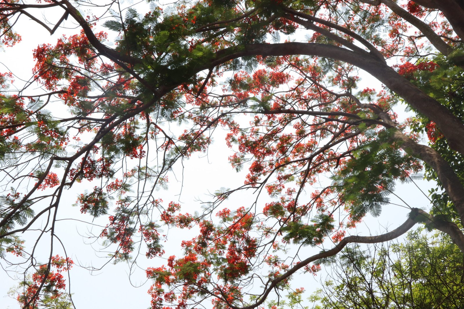 Tree_Krishnachura2
