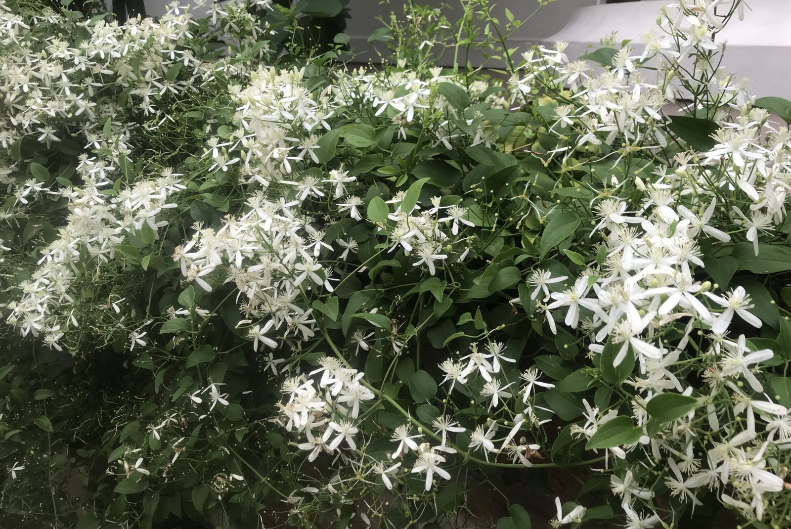 Creeper_Sweetautumnclematis_2