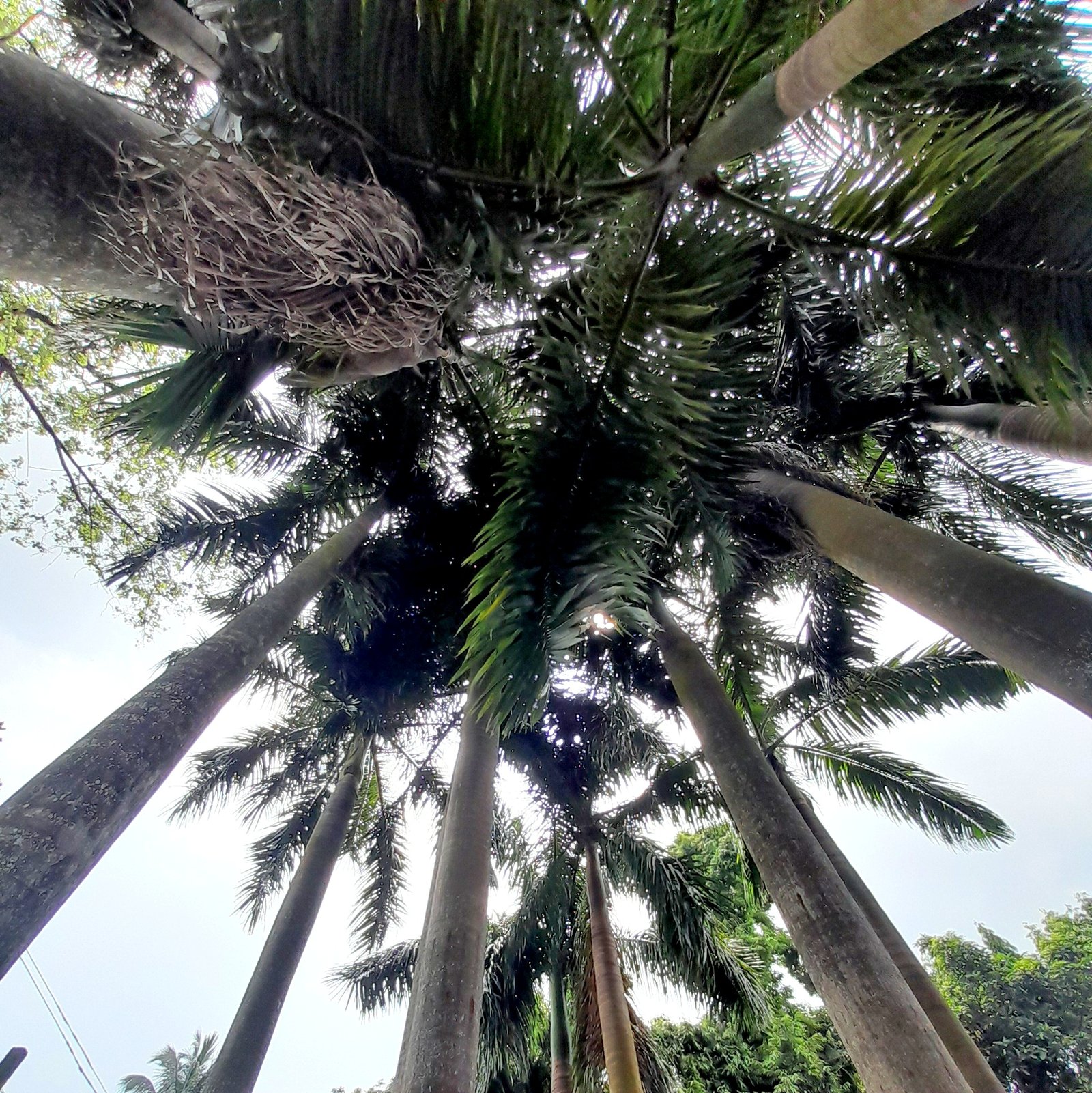 Tree_Palm_Royal_cluster