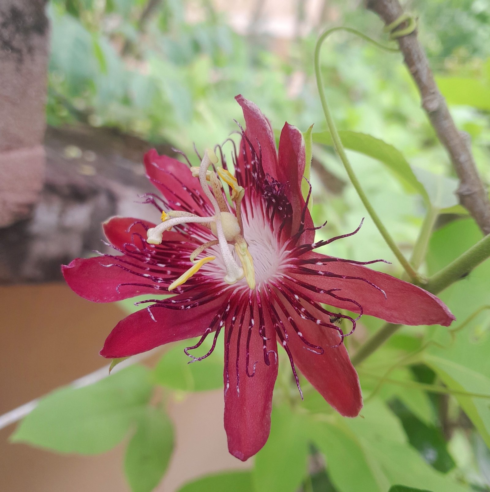 flower_passiflora3
