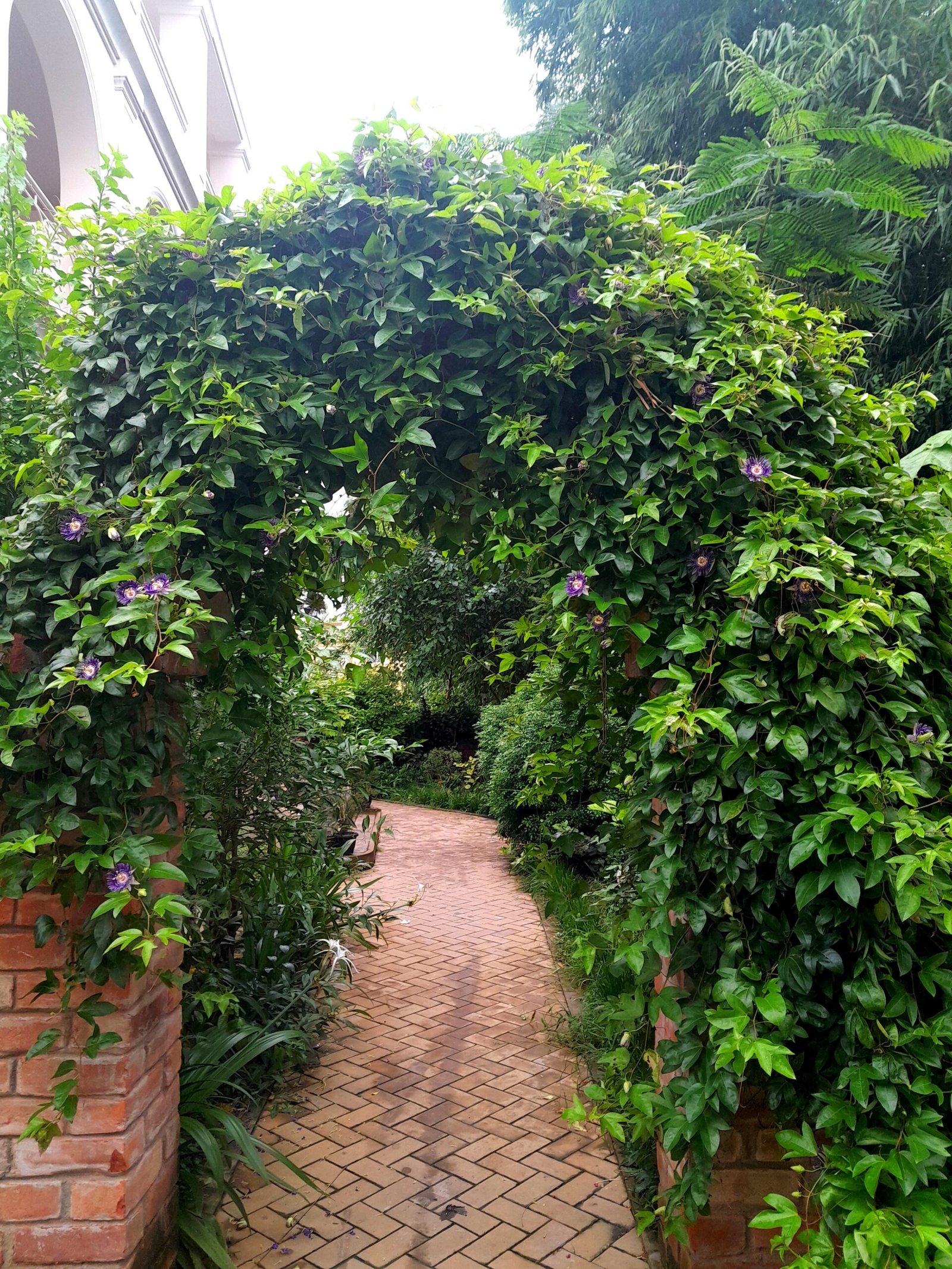 Creeper_passiflora