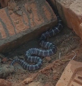 Fauna_Snake_Common Krait