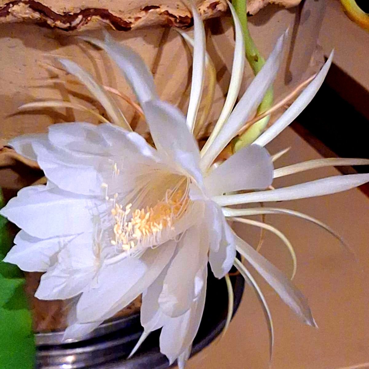 Flower_Brahmakamal