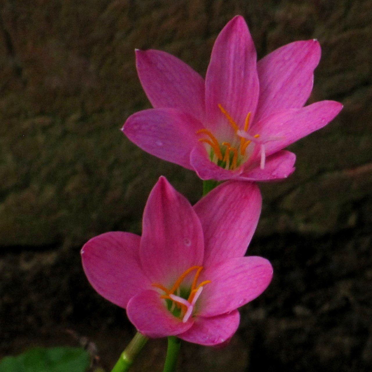 Flower_Lilies3