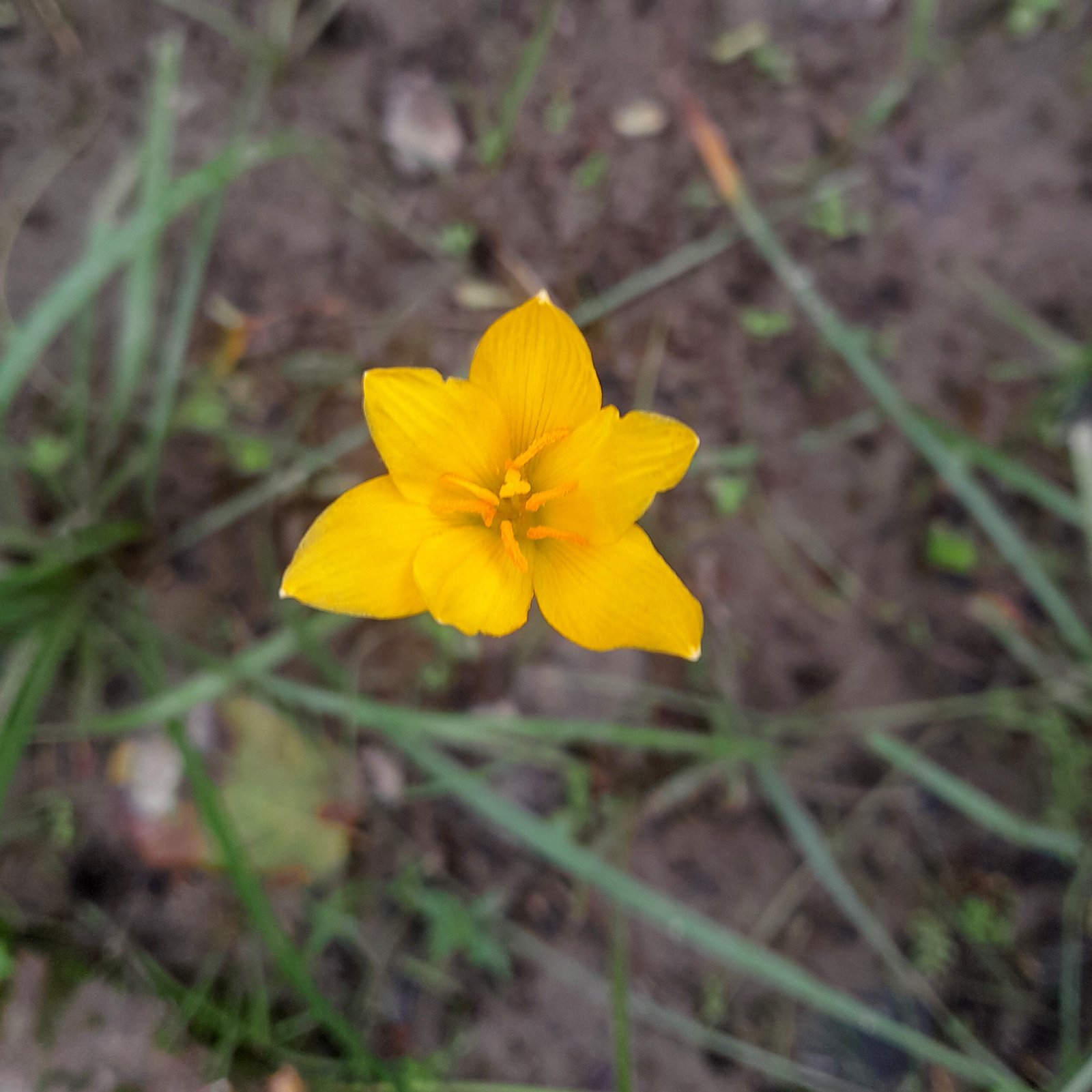 Flower_Lilies_yellow