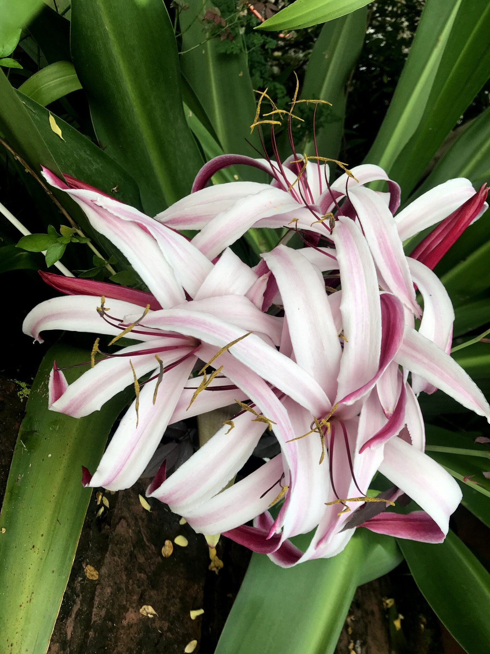 Flower_Lily_Crinum
