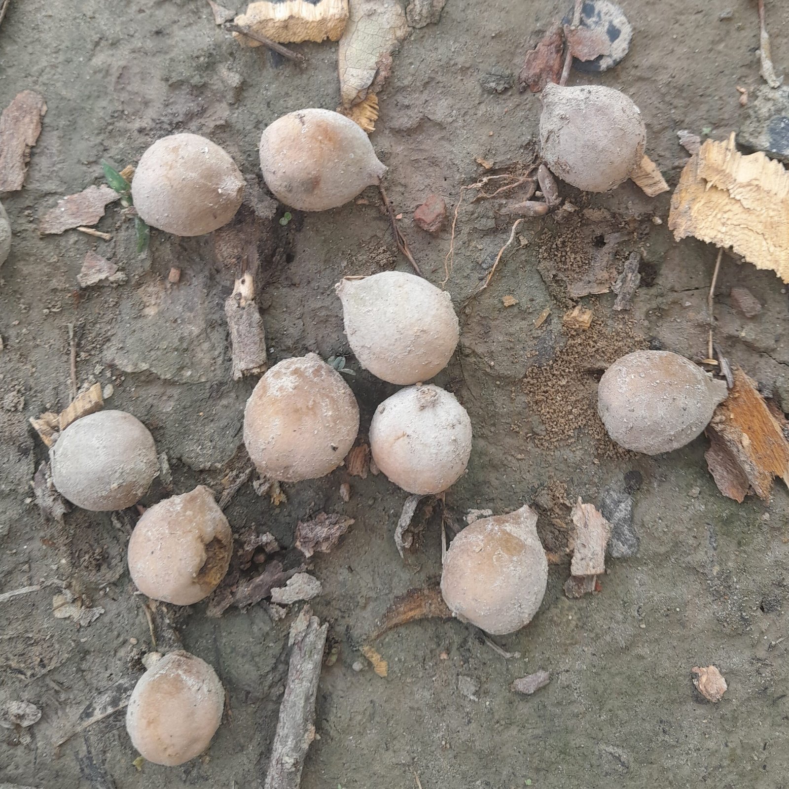 Fruit_Bibhitaki_ground