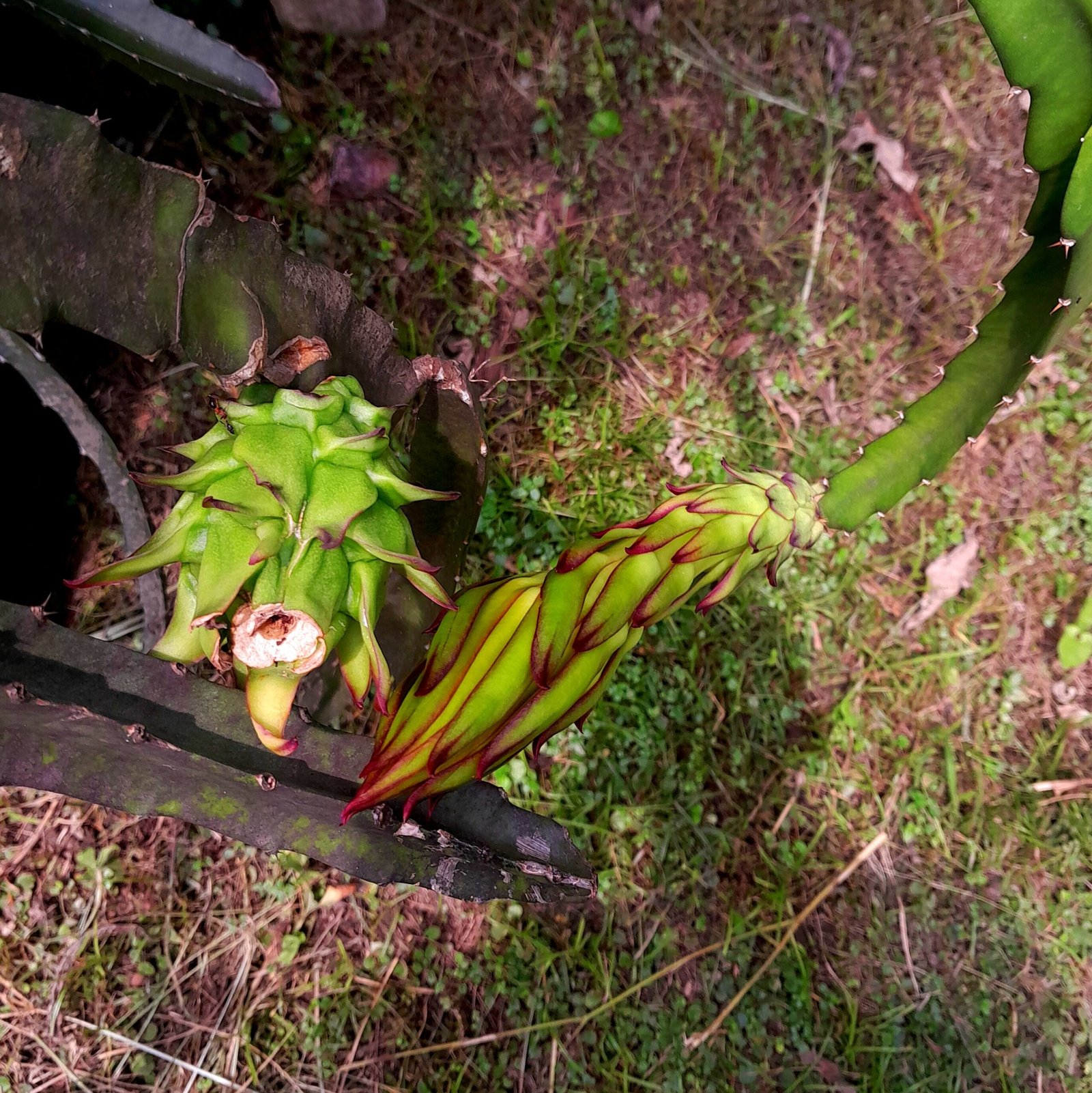 Fruit_Dragon fruit 3