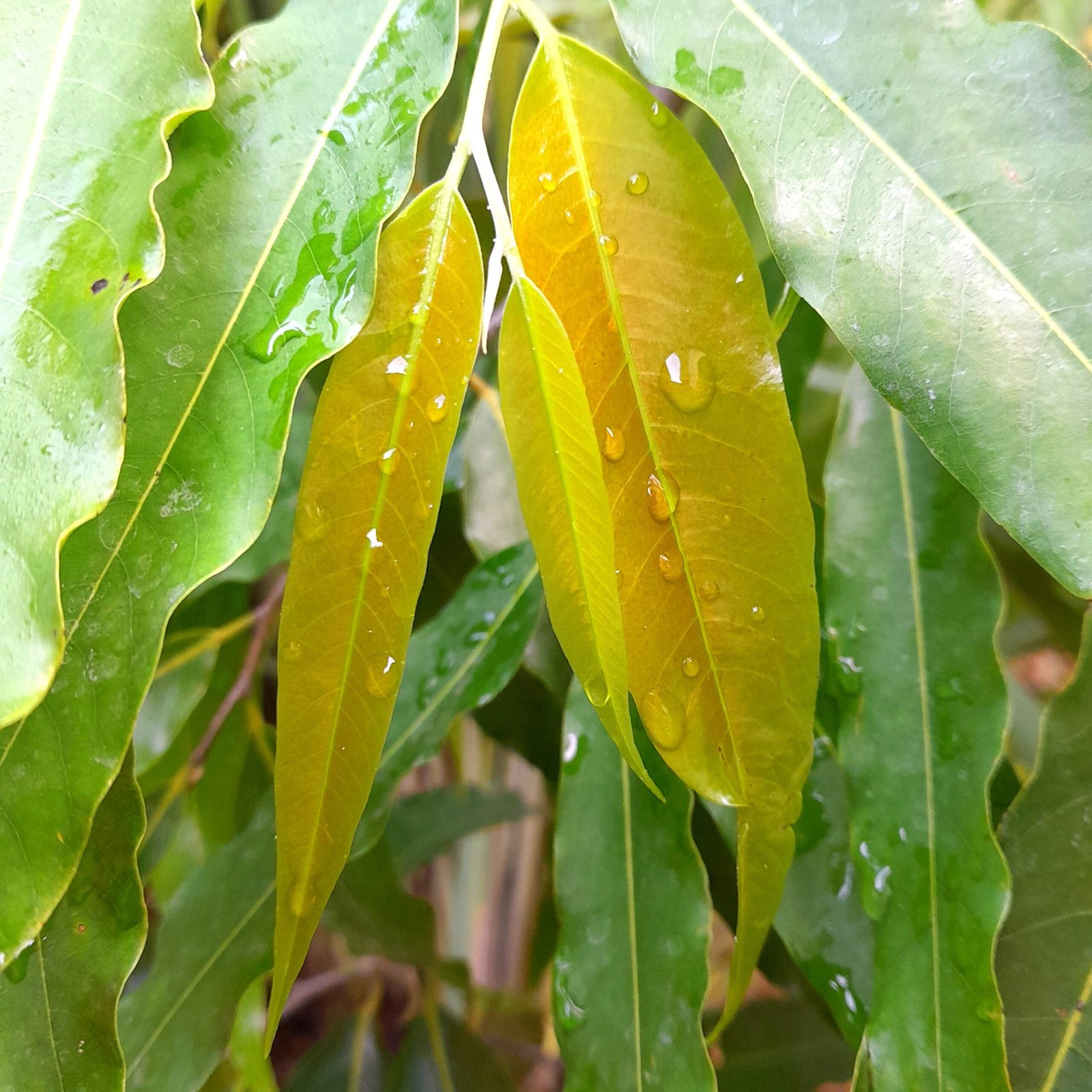 Leaves_Ashok