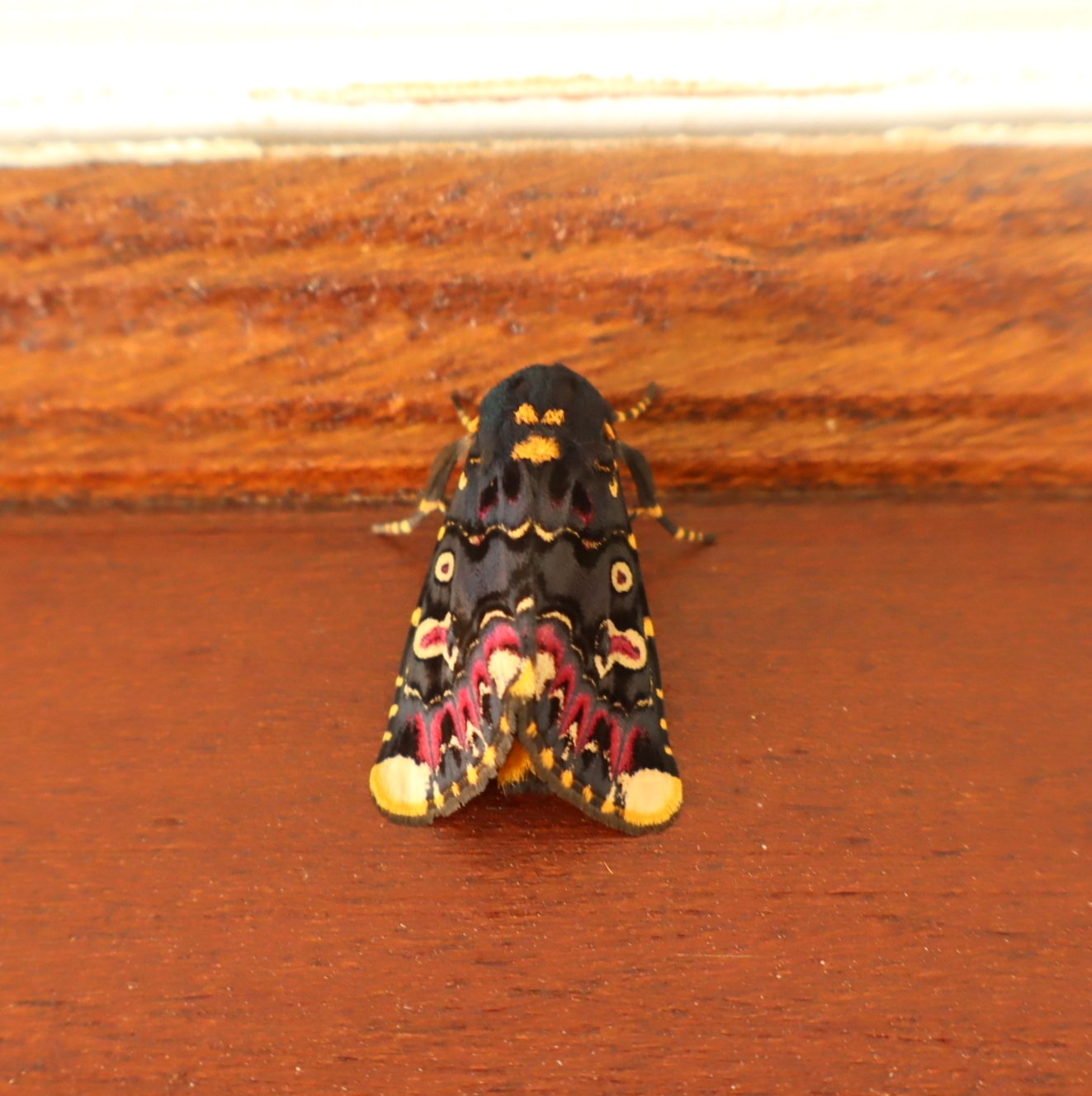 Moth_Polytela gloriosae2