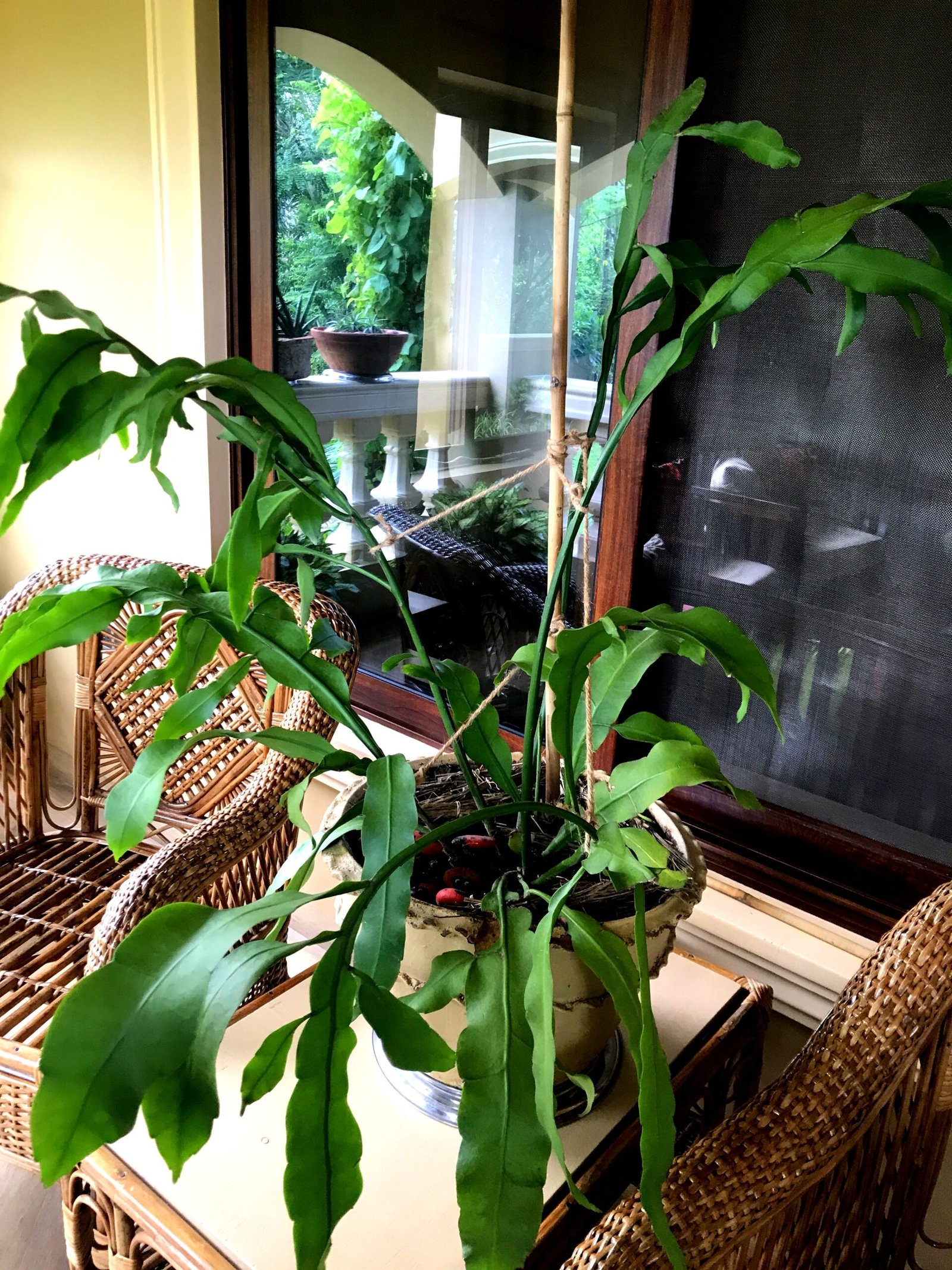 Plant_BrahmaKamal