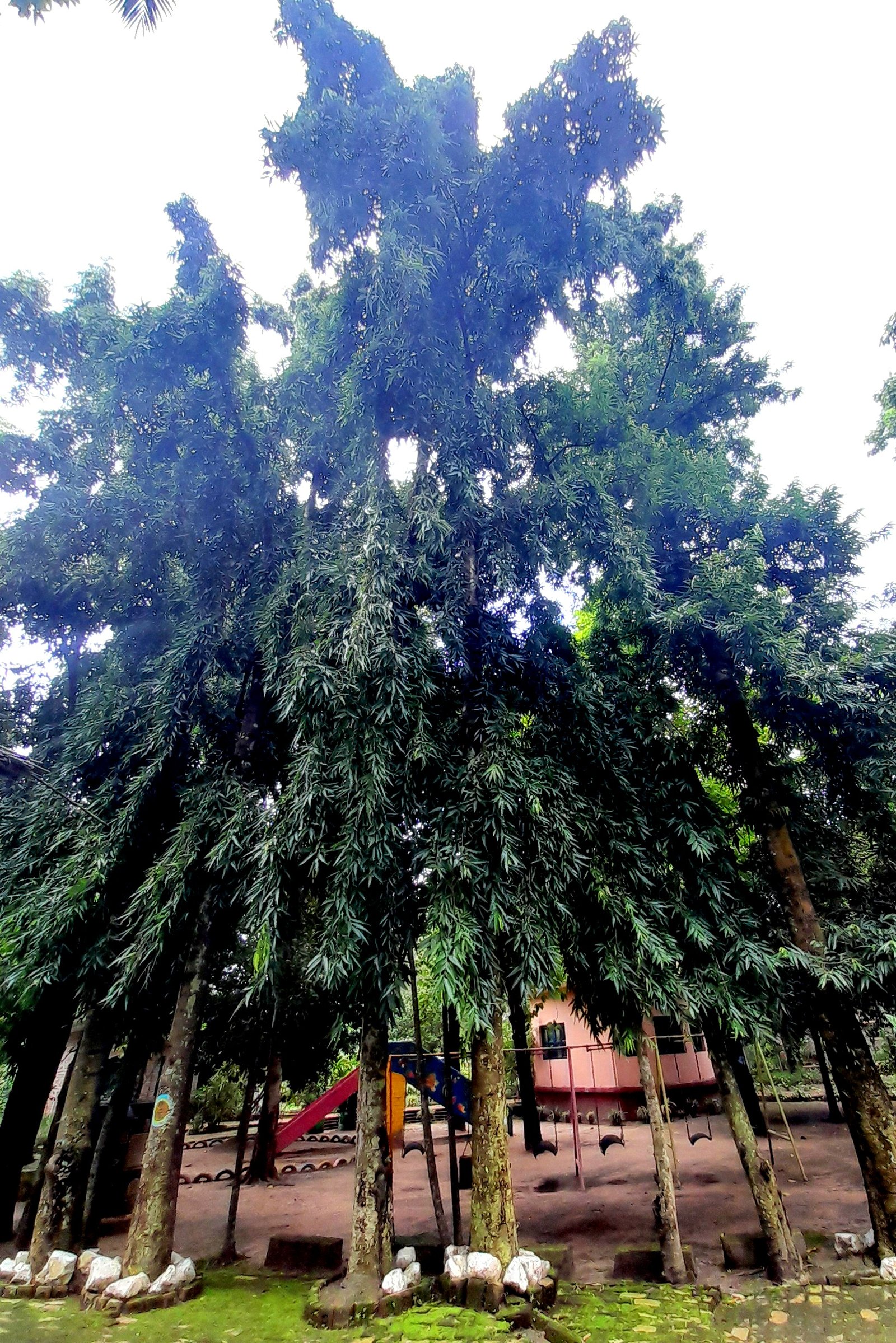 Tree_Ashok