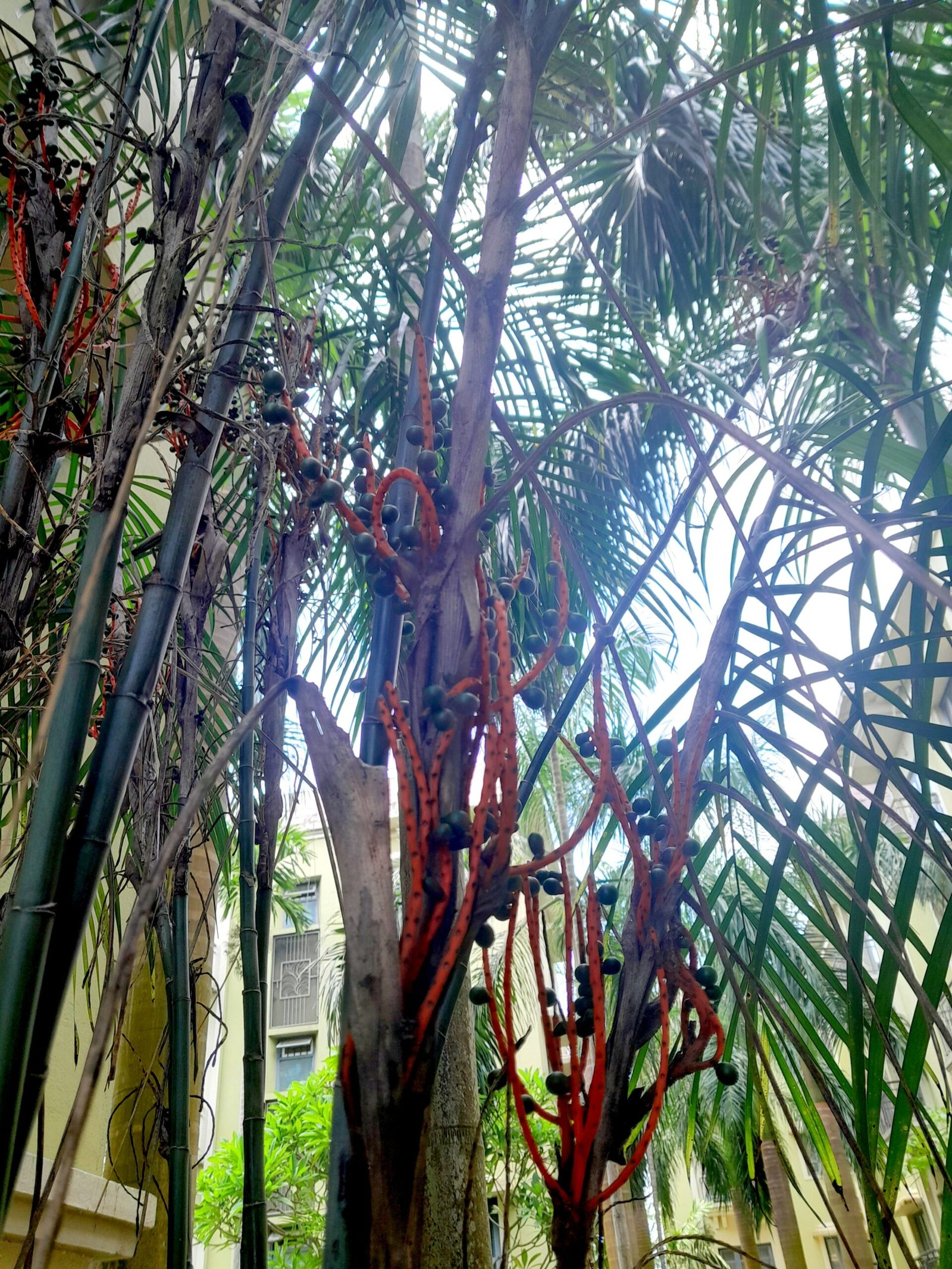 Tree_Palm_Chamaedorea tepejilote