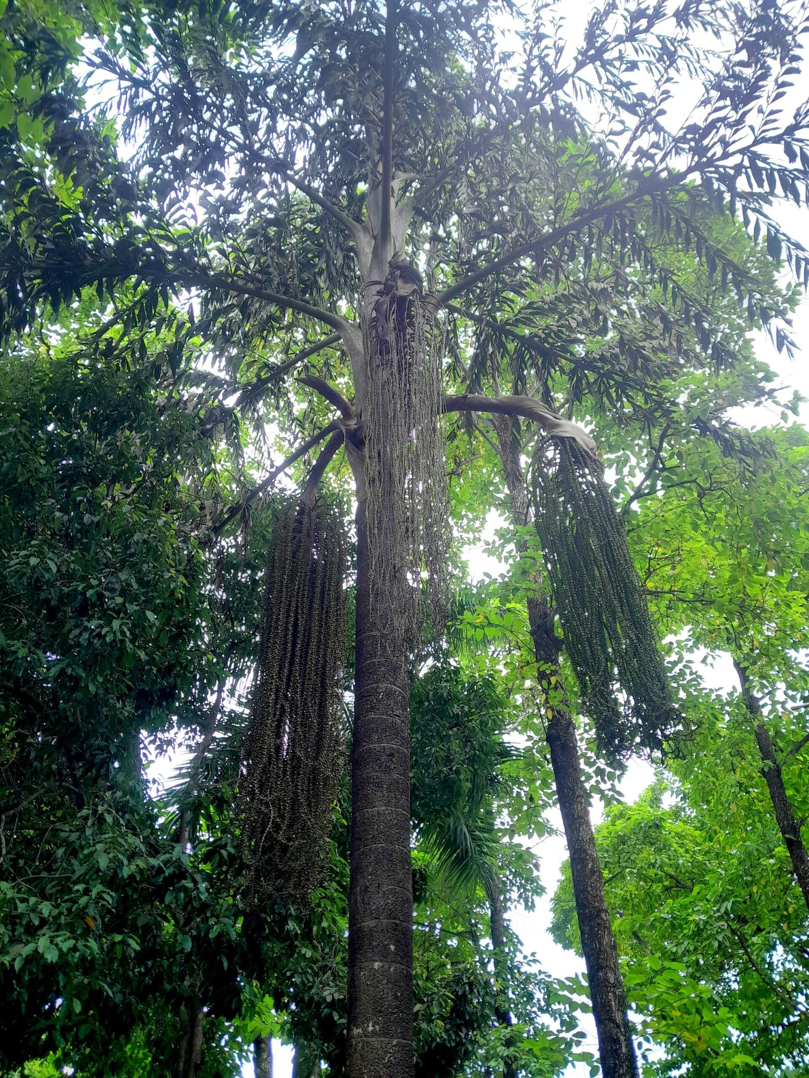 Tree_Palm_fishtail