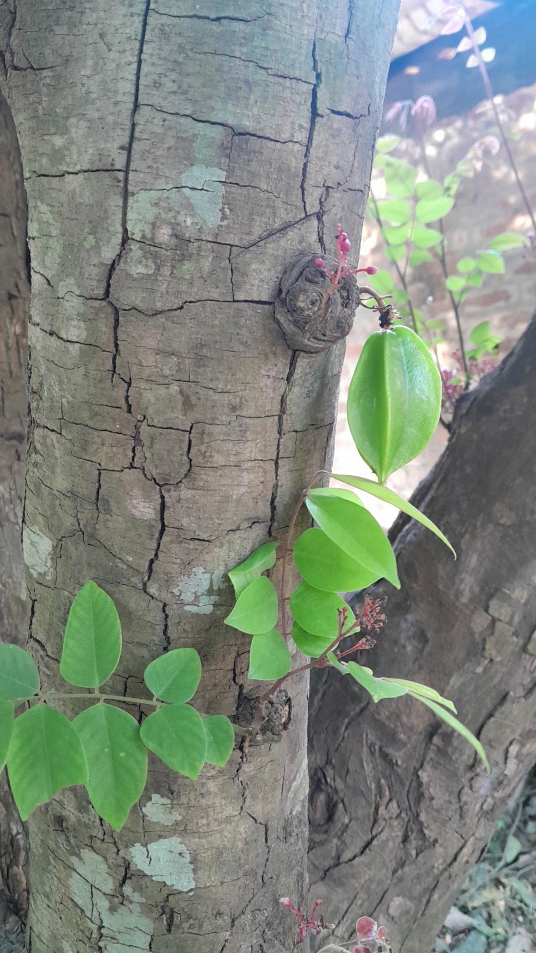 fruit_Starfruit_1