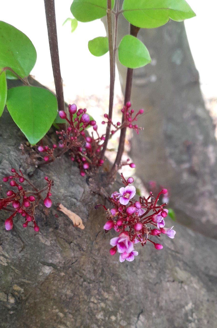 fruit_Starfruit_2